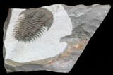 Early Cambrian Psedosaukianda Trilobite - Morocco #39840-1